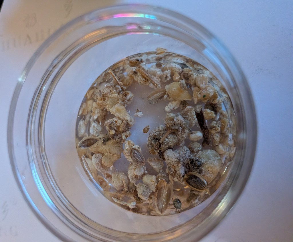 gum ammoniac soaking in water